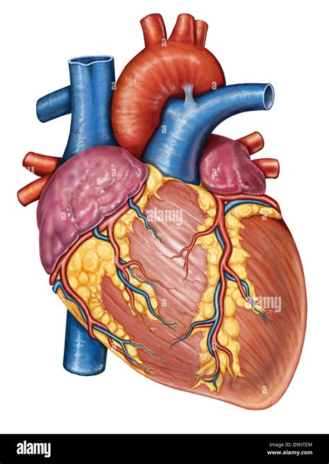 Anatomia Macroscopica Corazon Y Grandes Vasos - Otosection