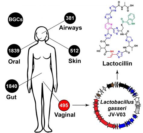 Our microbes are a rich source of drugs, researchers discover