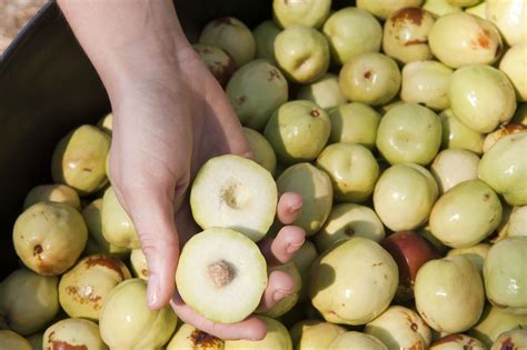 Rediscovering the flavour of farming at Balingup field day | Agriculture and Food