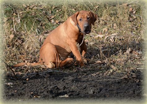 Japanese tosa ,tosa inu breed,yokozuna yusha kennel | Kennel, Tosa, Inu