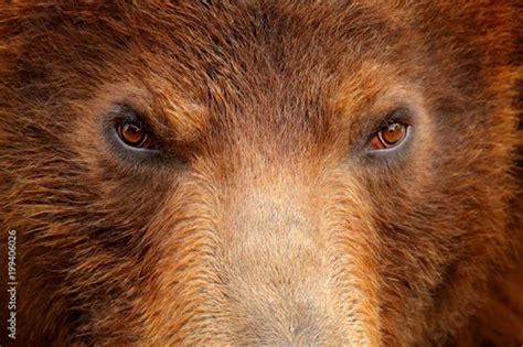 Brown bear, close-up detail eye portrait. Brown fur coat, danger animal ...