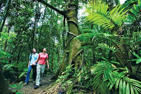 Cairns Rainforest Tours - Cairns Tours Advice & Booking Center