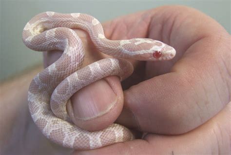 Albino snow corn snake (hatchling) | Snakes I Love | Pinterest | Corn snake, Albino and Snake