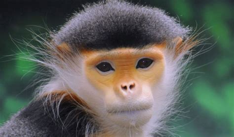 Facts About Old World Monkeys That Will Blow Your Mind – Animal Encyclopedia