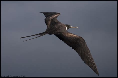 Frégate superbe - Fregata magnificens - Magnificent FrigatebirdNom créole: Malfini / Abondance ...