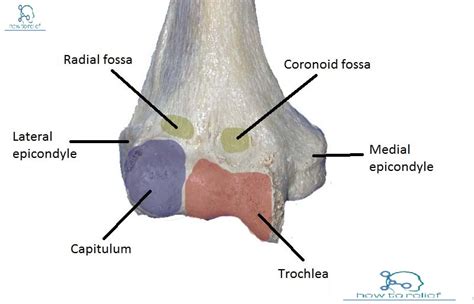 Distal Humerus