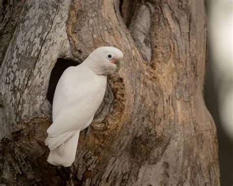 Goffin's Cockatoo - Facts, Diet, Habitat & Pictures on Animalia.bio