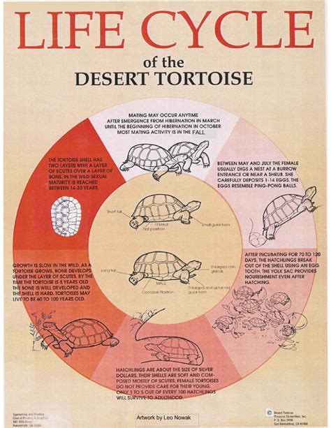 Life Cycle Of Desert Tortoises Tortoise Food, Tortoise Habitat, Tortoise Care, Sulcata Tortoise ...