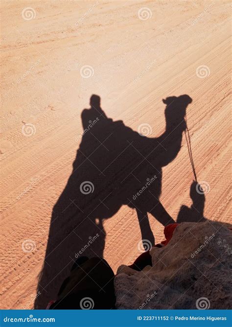 Camel shadow in the desert stock photo. Image of dune - 223711152