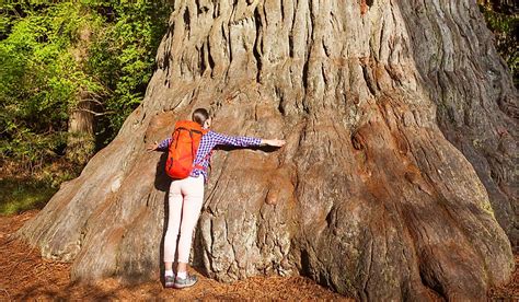 Biggest Tree In The World : World's Tallest Tree is Higher Than Big Ben - Earthly Mission : It ...