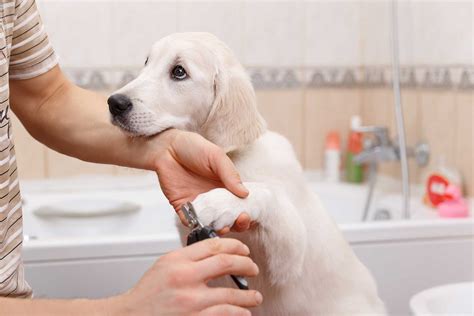 Changes to our free nail clipping service - AdelaideVet