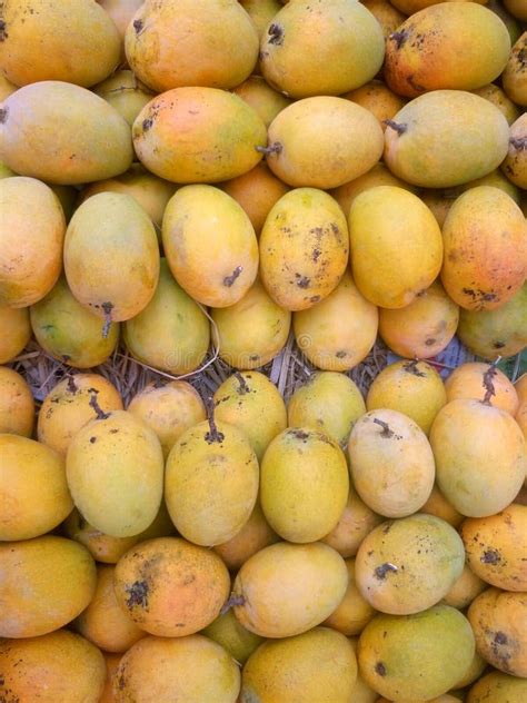 Yellow mangoes for sale stock photo. Image of food, health - 91120176