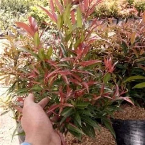 Jual Pohon Pucuk Merah 40cm untuk bakalan bonsai di Seller Plantismeid - Halim Perdana Kusumah ...