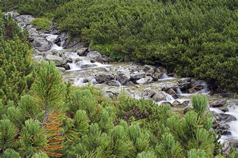 Stream In High Tatras Free Stock Photo - Public Domain Pictures