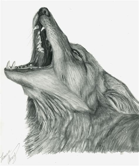 Howling Coyote Drawing at PaintingValley.com | Explore collection of ...