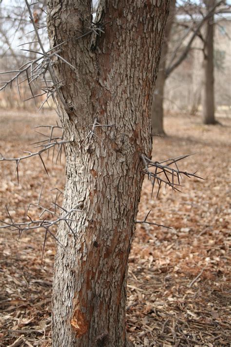 Hawthorn Tree Thorns Pictures - Janainataba