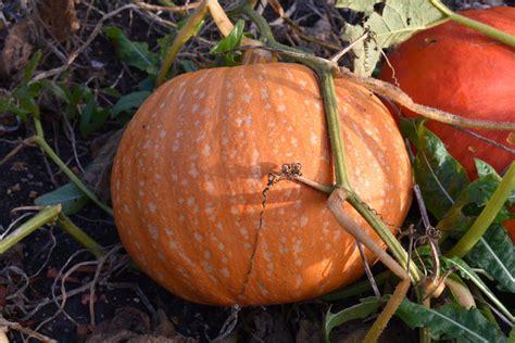 Cucurbita pepo - Cambridge University Botanic Garden