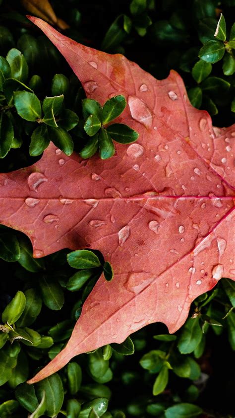 Orange leaf, orange leaf, macro, leaves, water drops, HD phone ...