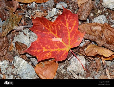 Fall foliage, Maple leaf in Autumn colors Stock Photo - Alamy