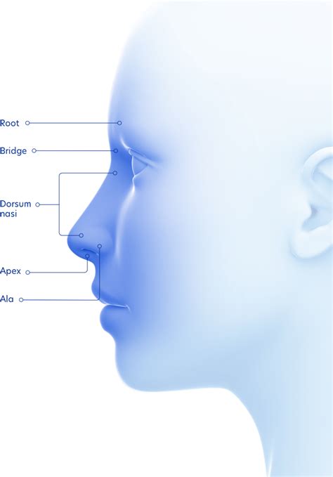 The nose - Anatomy of the paranasal sinuses