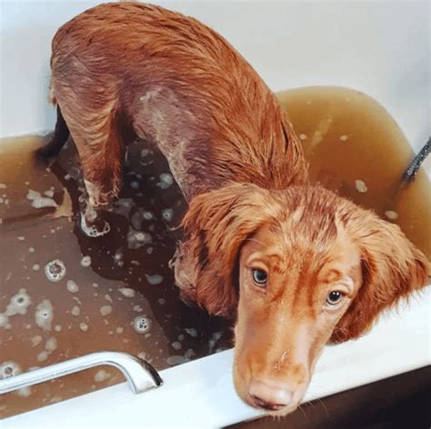 Cocker spaniel problems, 2nd bath of the week! : r/cockerspaniel