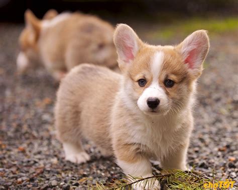 Chó Corgi Chân Ngắn Mông Trái Tim, Thuần Chủng Giá Tốt Uy Tín