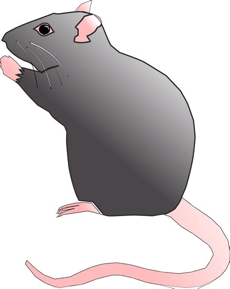 Rat Cartoon Clipart Animals Transparent Clip Art | Images and Photos finder