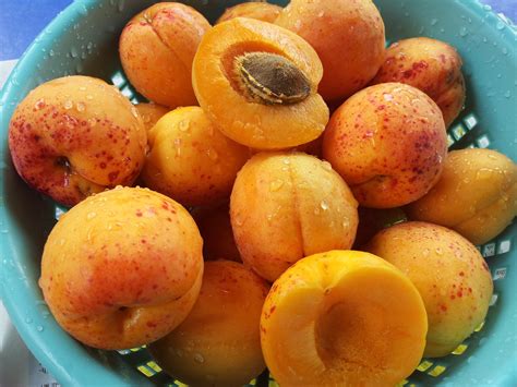 Free Images : orange, food, produce, apricot, peach, fruit tree, fruits ...