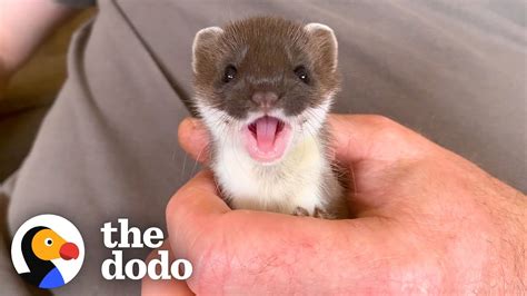 Tiny Baby Stoat Has The Best Reaction When She Meets Someone Like Her | The Dodo Little But ...