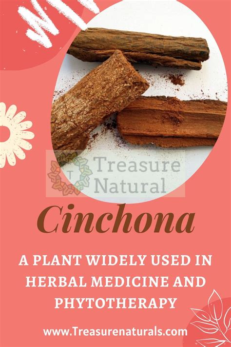 Cinchona: a plant widely used in herbal medicine and phytotherapy ...