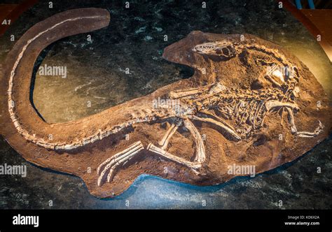 Coelophysis hi-res stock photography and images - Alamy