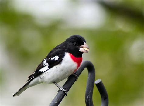 Rose Breasted Grosbeak-male Free Photo Download | FreeImages