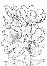 Coloring Pages Magnolia Printable For Kids & Adults Free To Download sketch template