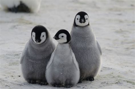 fluffy-penguin-chicks - Patagonia Hero