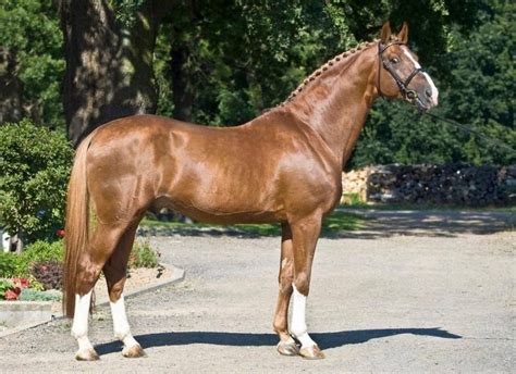 Belgian Warmblood | Warmblood horses, Warmblood horses dressage, Chestnut horse