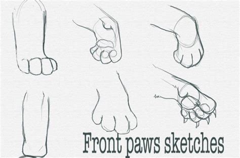 Lion paws | Paw sketch, Cat paw drawing, Paw drawing