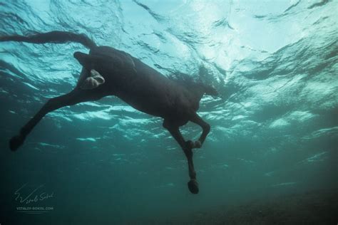 Horse underwater | Underwater, Horses, Underwater photography