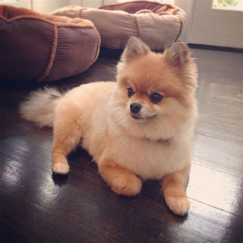 Pomeranian Hairstyles - Grooming spitz | Baby dogs, Pomeranian dog, Puppies : The lion cut will ...