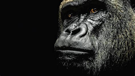 People Are Apes! And That’s Very Bad for Creator Belief | Free Inquiry