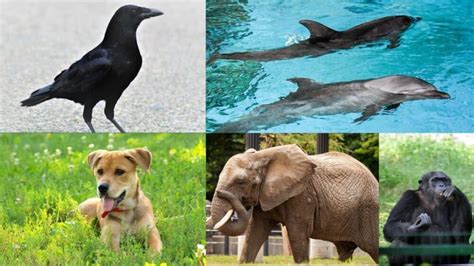 Animais mais inteligentes do mundo - Quais são eles