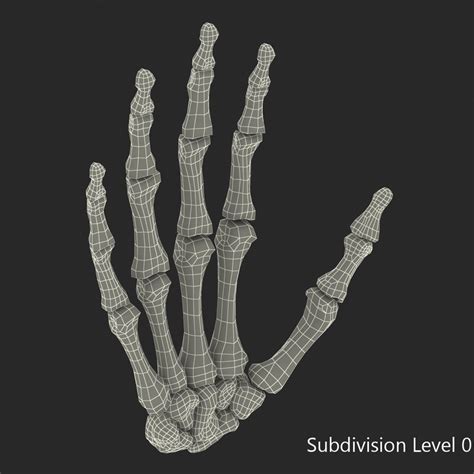 3d model human hand bones