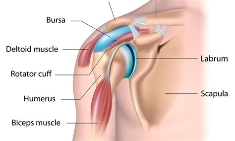 The Most Common Shoulder Injuries: Is It a Rotator Cuff Tear, Labrum Tear, or Something Else ...