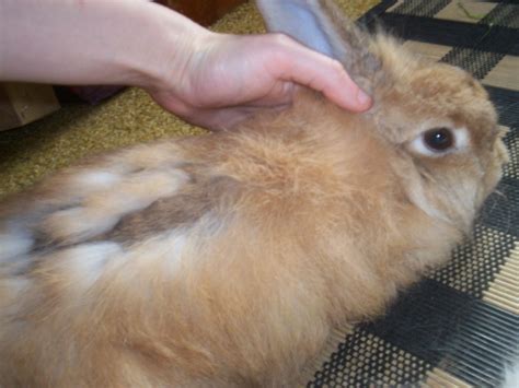 Hair Loss In Rabbits: Molting, Disease Or Serious Cause?