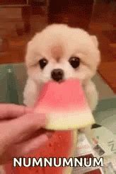 Yummy Numnum GIF - Yummy Numnum Tasty - Discover & Share GIFs