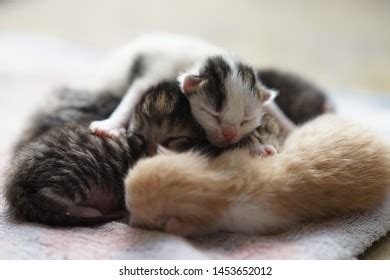 Cute Newborn Kittens Sleeping Baby Animals Stock Photo 1453652012 | Shutterstock