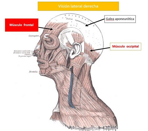 Músculo frontal | Dolopedia