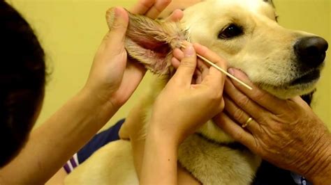Ear Infection In Dogs Symptoms And Treatment - BleBur