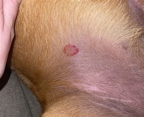 How to Get Rid of Ringworms in Dogs | Bored Panda