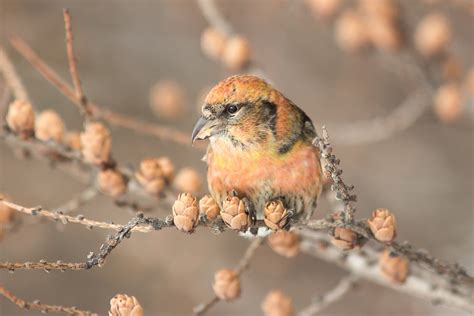 White-winged Crossbill | Audubon Field Guide