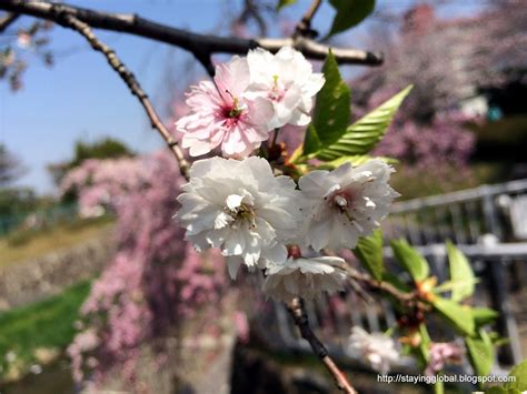 A Global Life: Nagoya : Cherry Blossoms near Yamazaki River